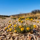 Big Bend NP