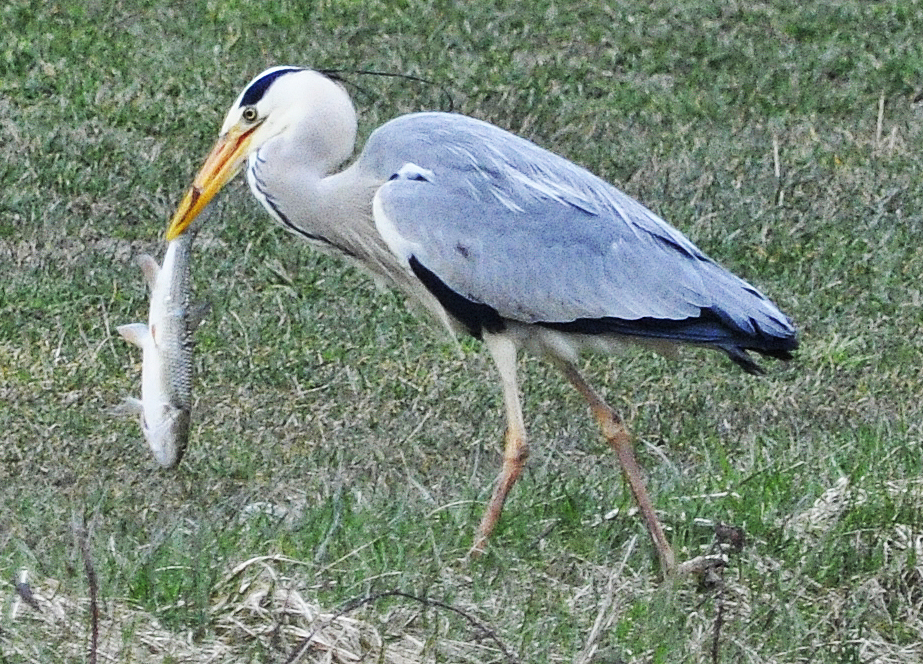 Big, biger am grössten!