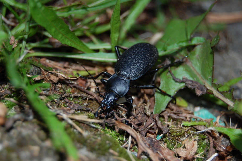 Big Black Beetle