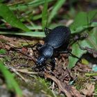 Big Black Beetle