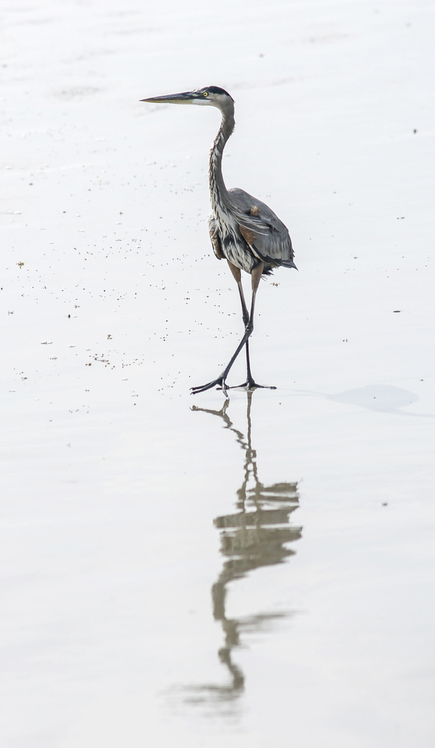 Big Blue Heron