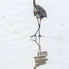 Big Blue Heron