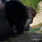 Big Boy drinking