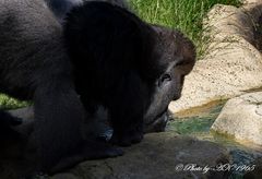 Big Boy drinking