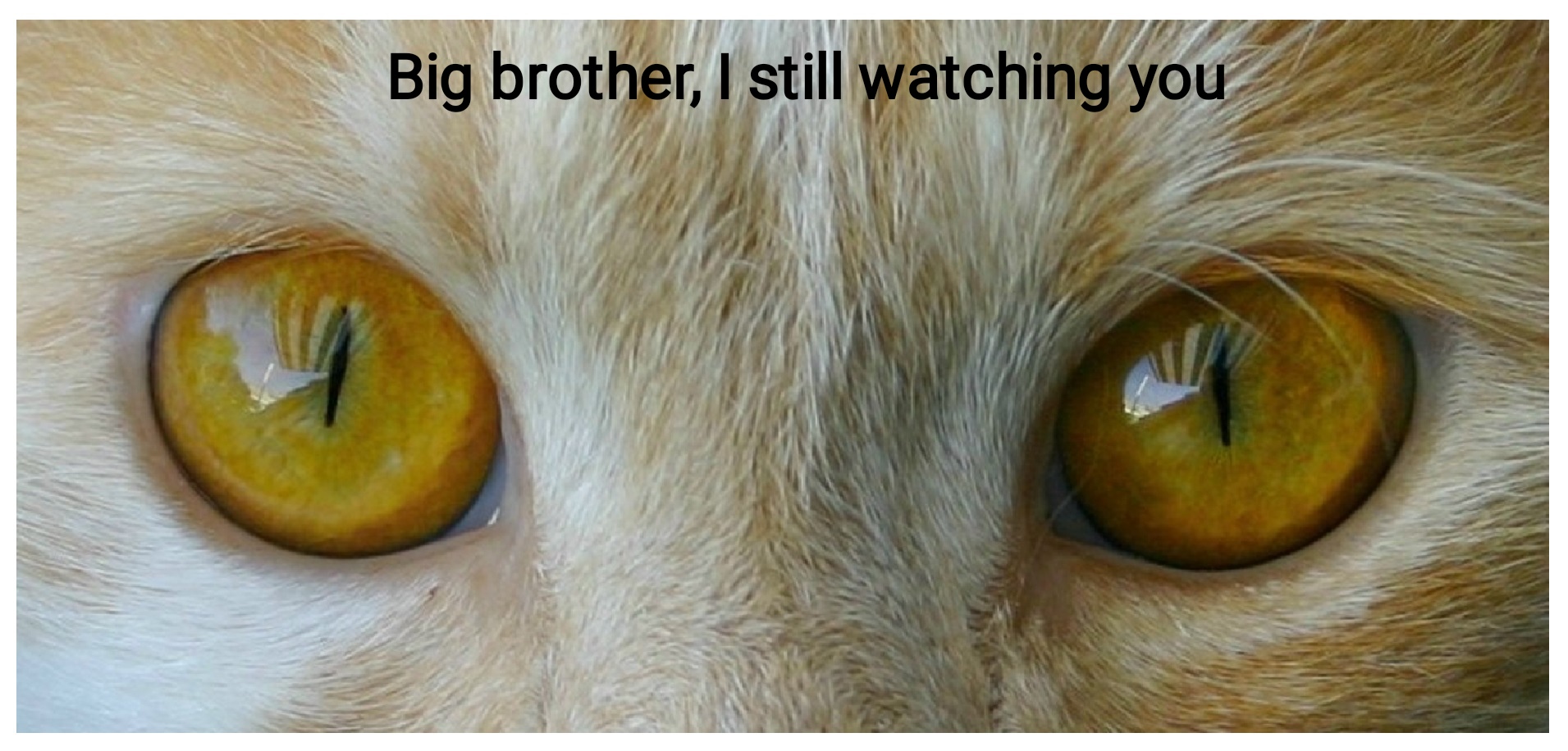 Big Brother