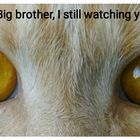 Big Brother