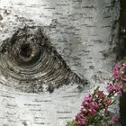 Big Brother Is Watching You