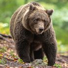 Big brown bear