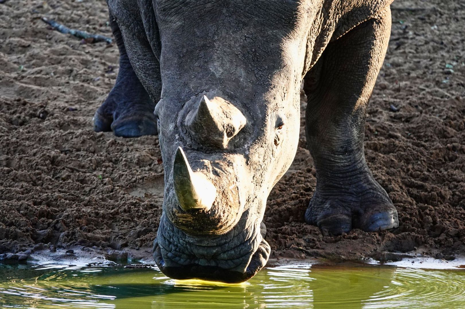 Big buddy at the waterhole