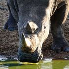 Big buddy at the waterhole