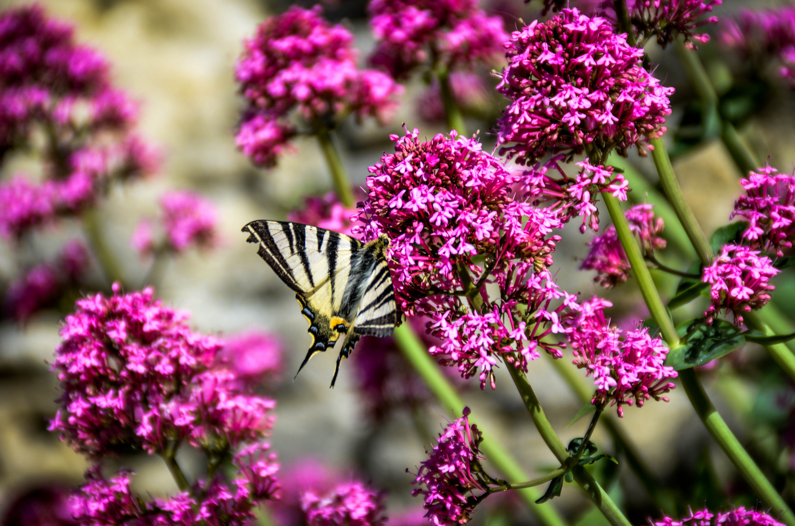 BIG BUTTERFLY