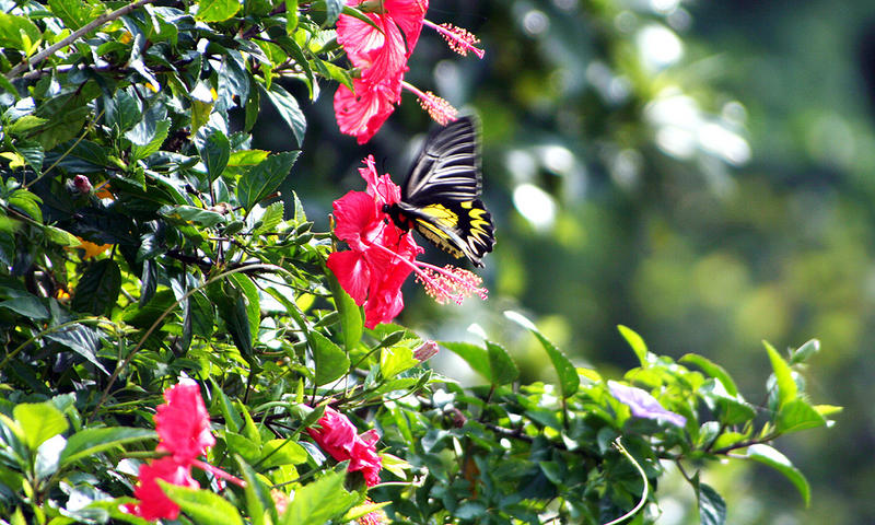 Big Butterfly in Tagaytay at Lake Taal