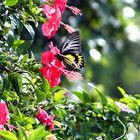 Big Butterfly in Tagaytay at Lake Taal