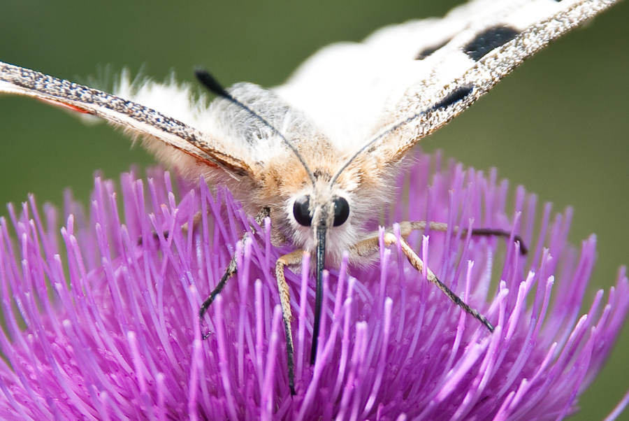 Big Butterfly is watching you