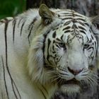 "Big cat" aux yeux bleus (Panthera tigris, tigre blanc)