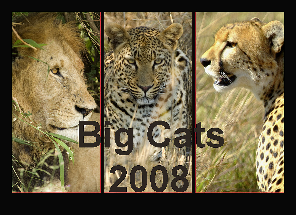 *Big Cats* - Kalender 2008