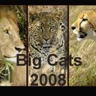 *Big Cats* - Kalender 2008