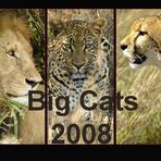 *Big Cats* - Kalender 2008
