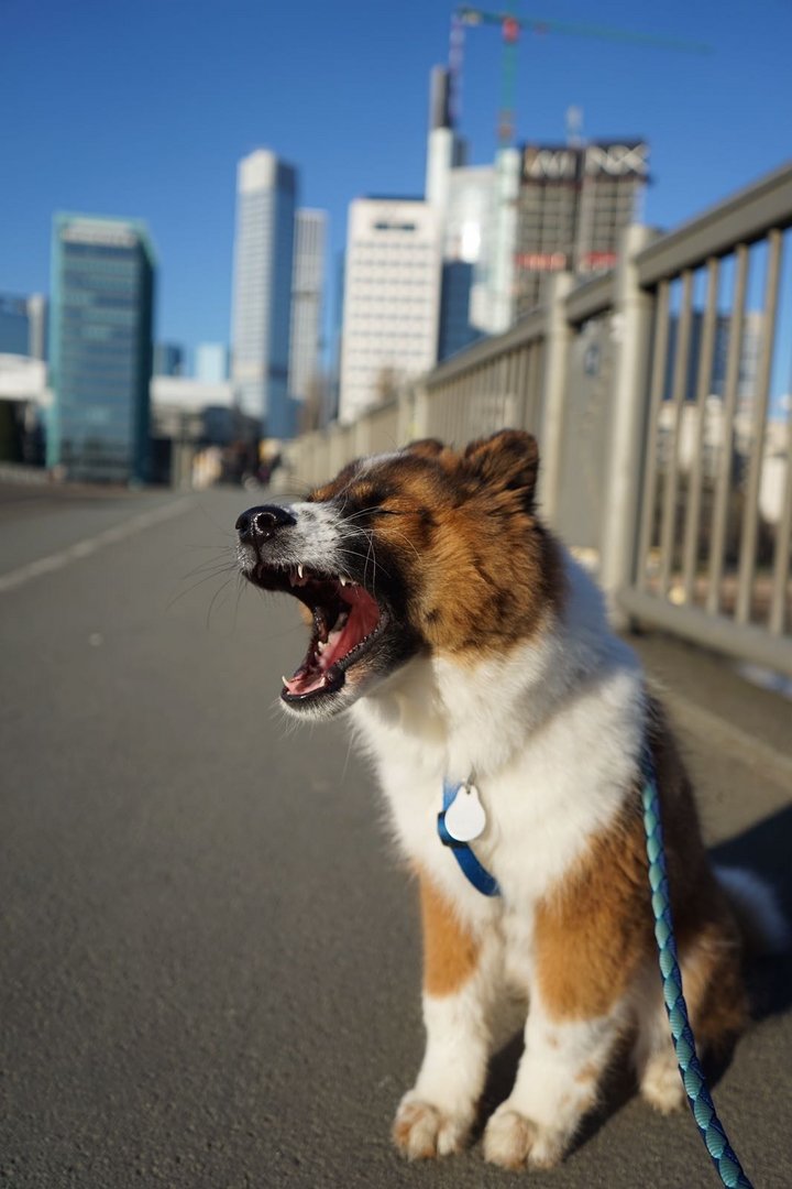 Big City Puppy 