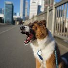 Big City Puppy 