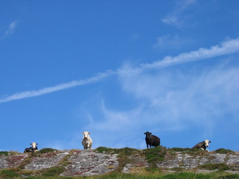 Big cows are watching you...