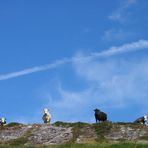 Big cows are watching you...