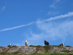 Big cows are watching you...