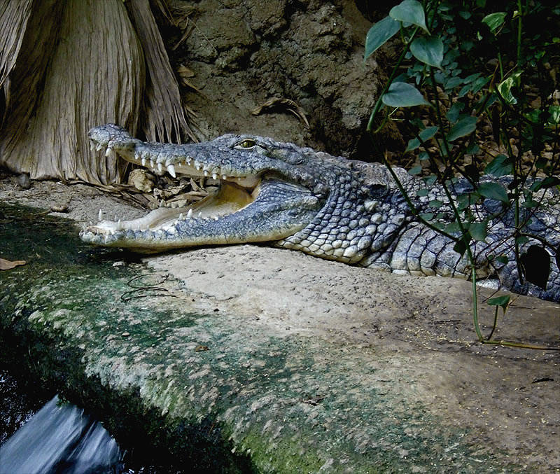 Big croc's watching you