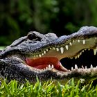 Big Cypress Alligator