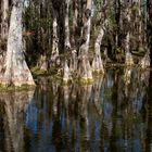 BIg Cypress National Preserve...