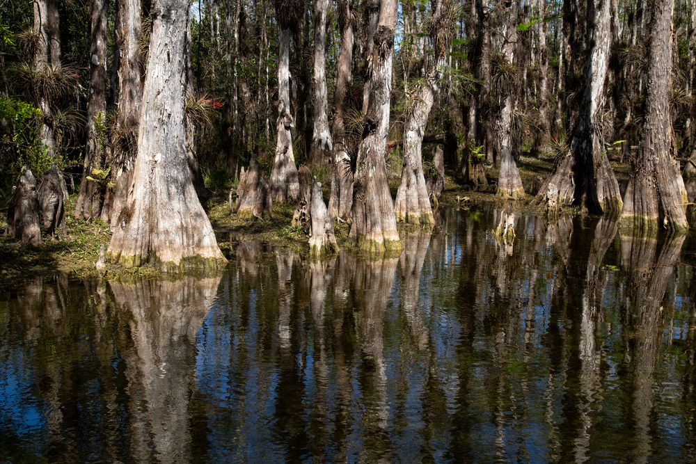 BIg Cypress National Preserve...