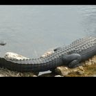 Big Cypress National Preserve - Oasis Visitor Center - March 2012 - 01