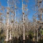 Big Cypress Swamp