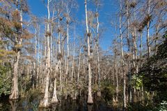 Big Cypress Swamp