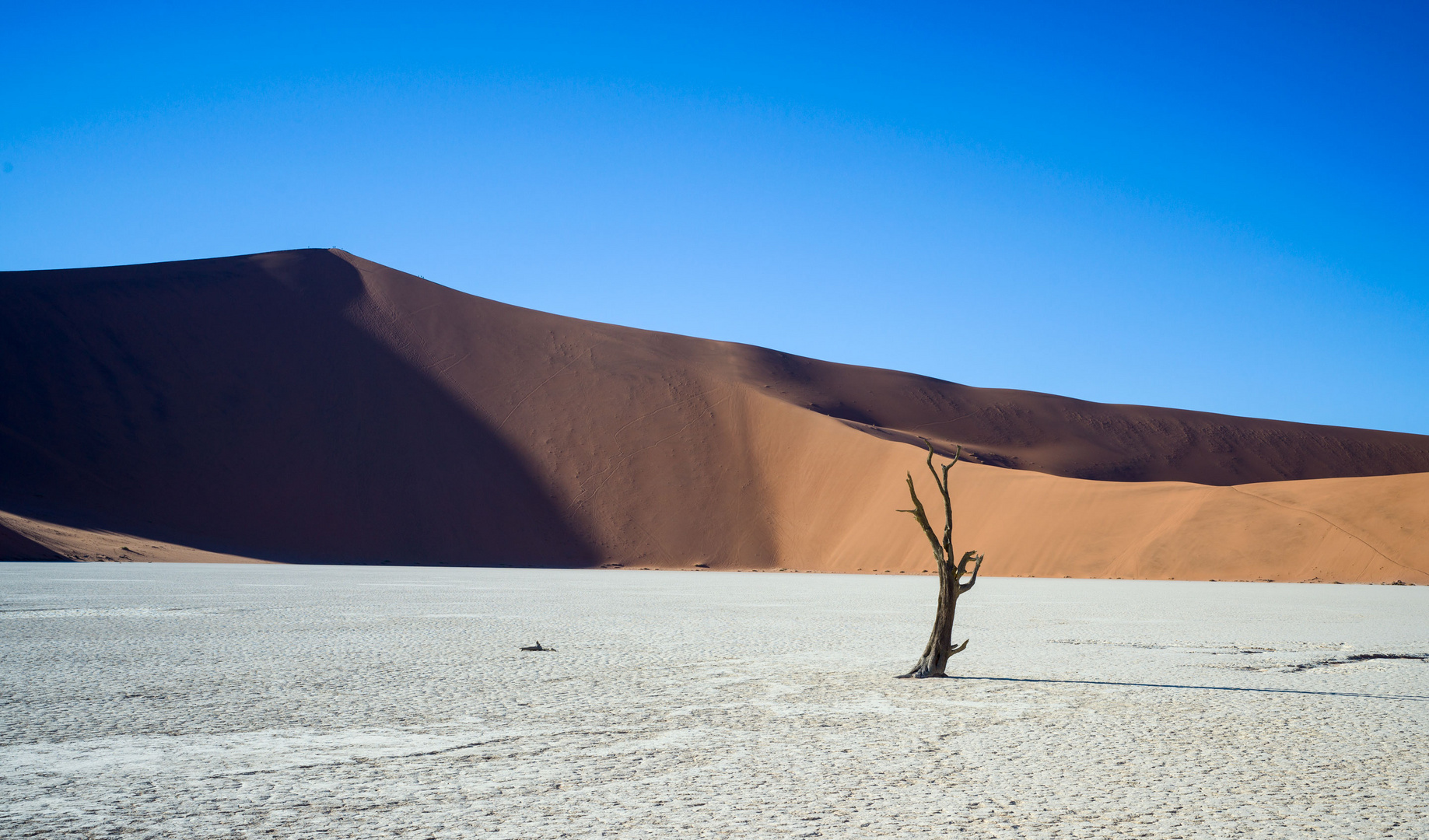 Big Daddy Dune