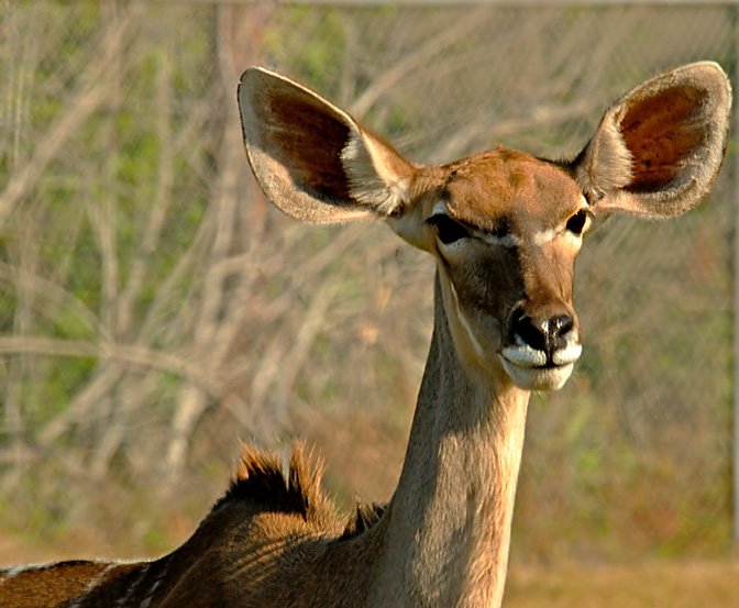 Big Ears