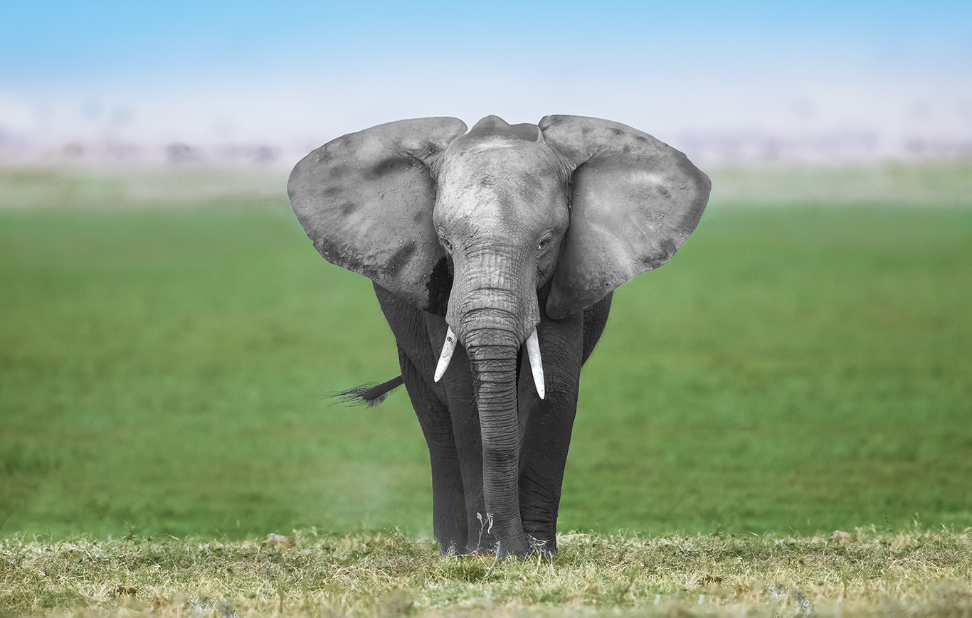 big Elephant