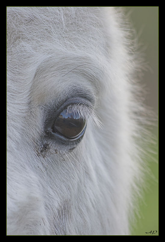 Big Eye