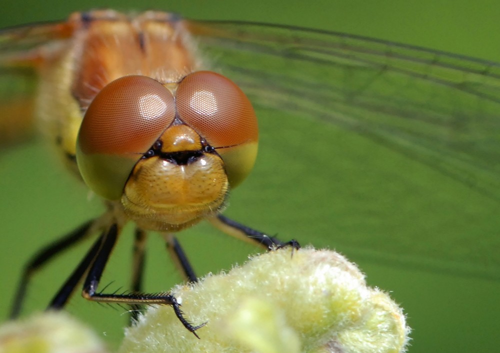 Big Eyes von Martin Zürcher