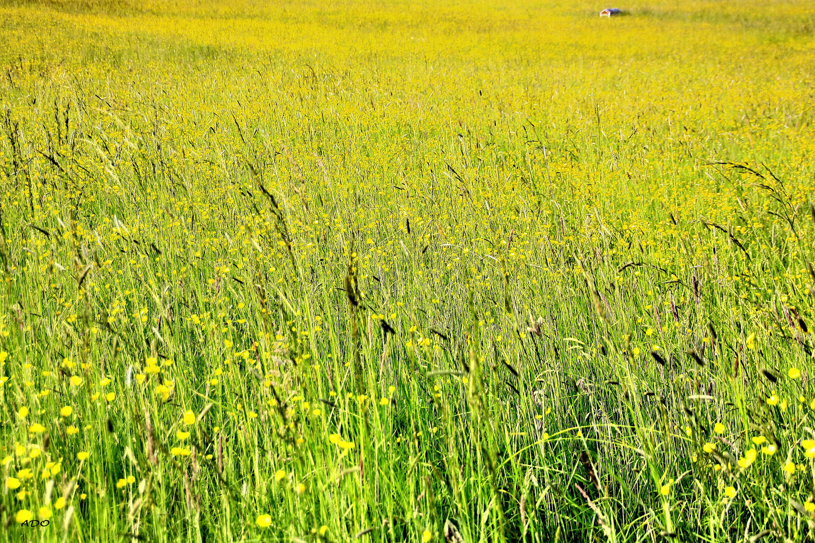 BIG FIELD, tiny house