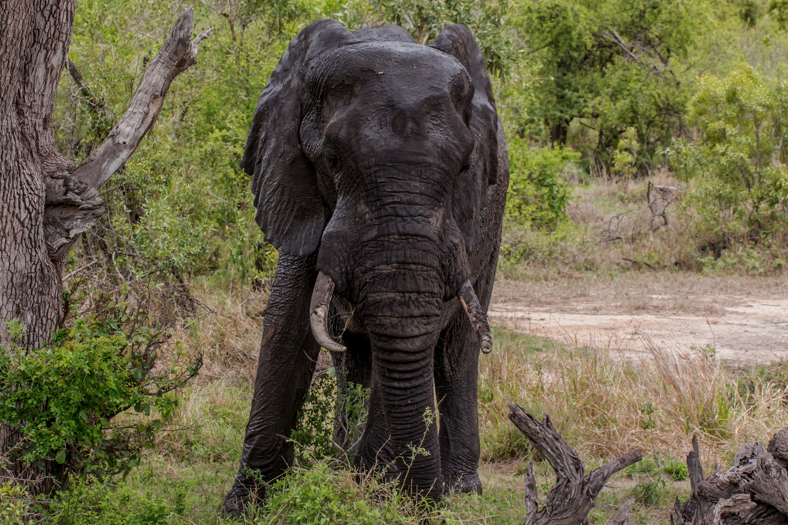 "Big Five" Afrikanischer Elefant Foto & Bild | tiere, wildlife