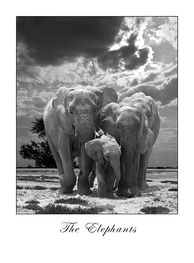 Big Five Elephants