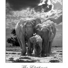 Big Five Elephants