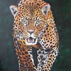 Big Five - Leopard