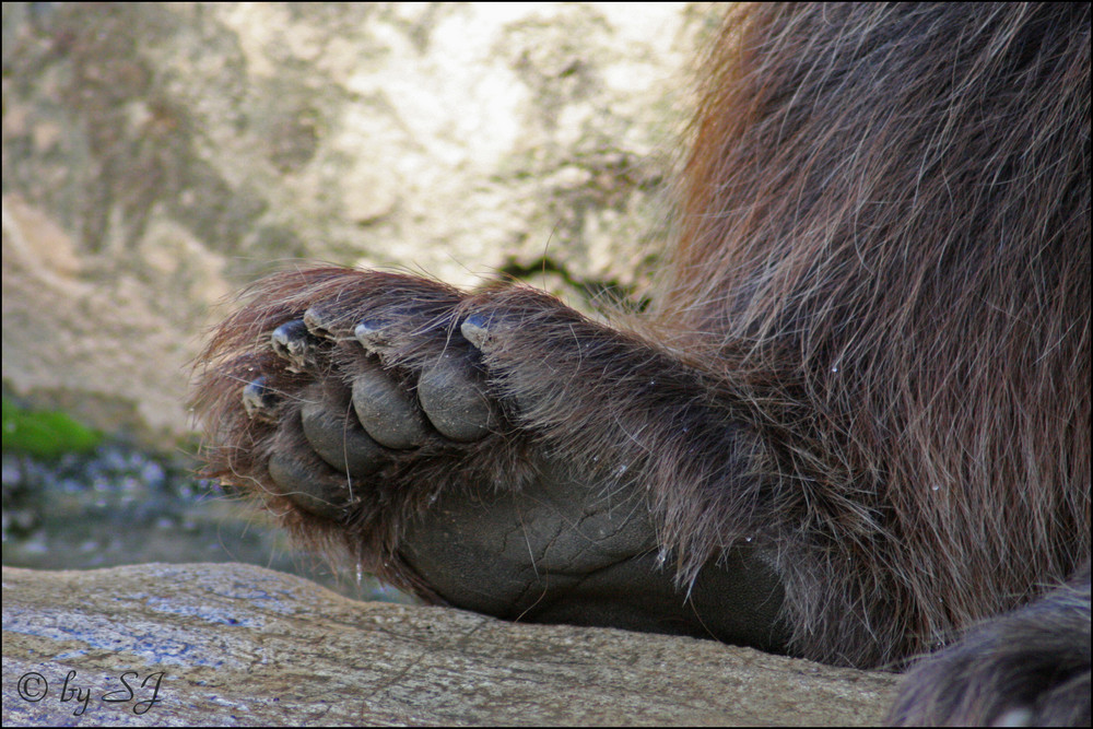 Big Foot