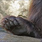 Big Foot