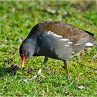 "Big Foot" könnte das Teichhuhn (Gallinula chloropus) . . .