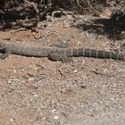 Big Goanna