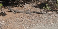 Big Goanna