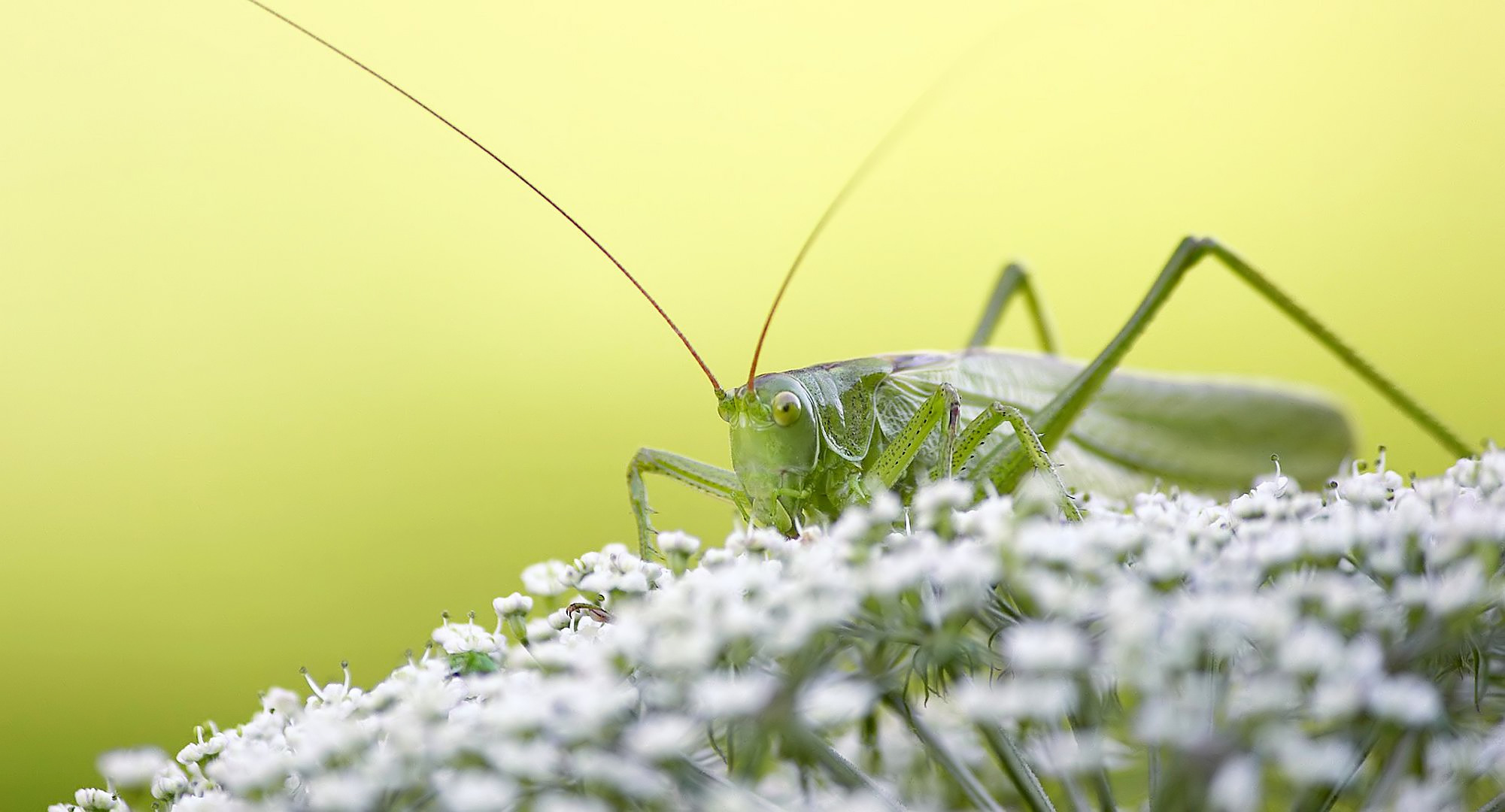 big green hopper